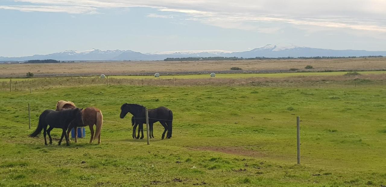 Hotel Efri-Gegnisholar Selfoss Zewnętrze zdjęcie